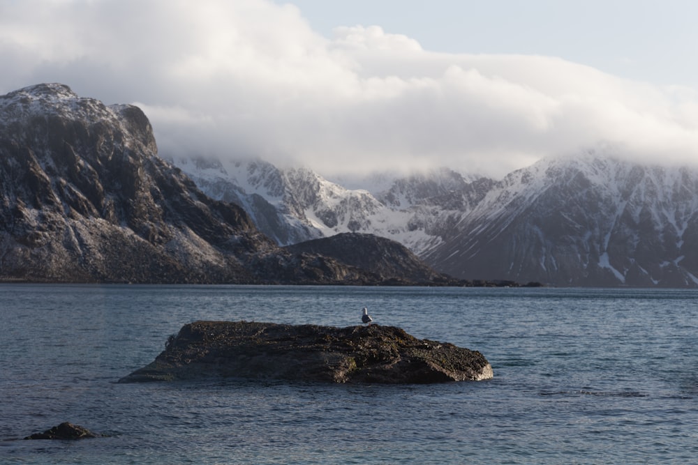 a bird on a rock in the water with mountains in the background