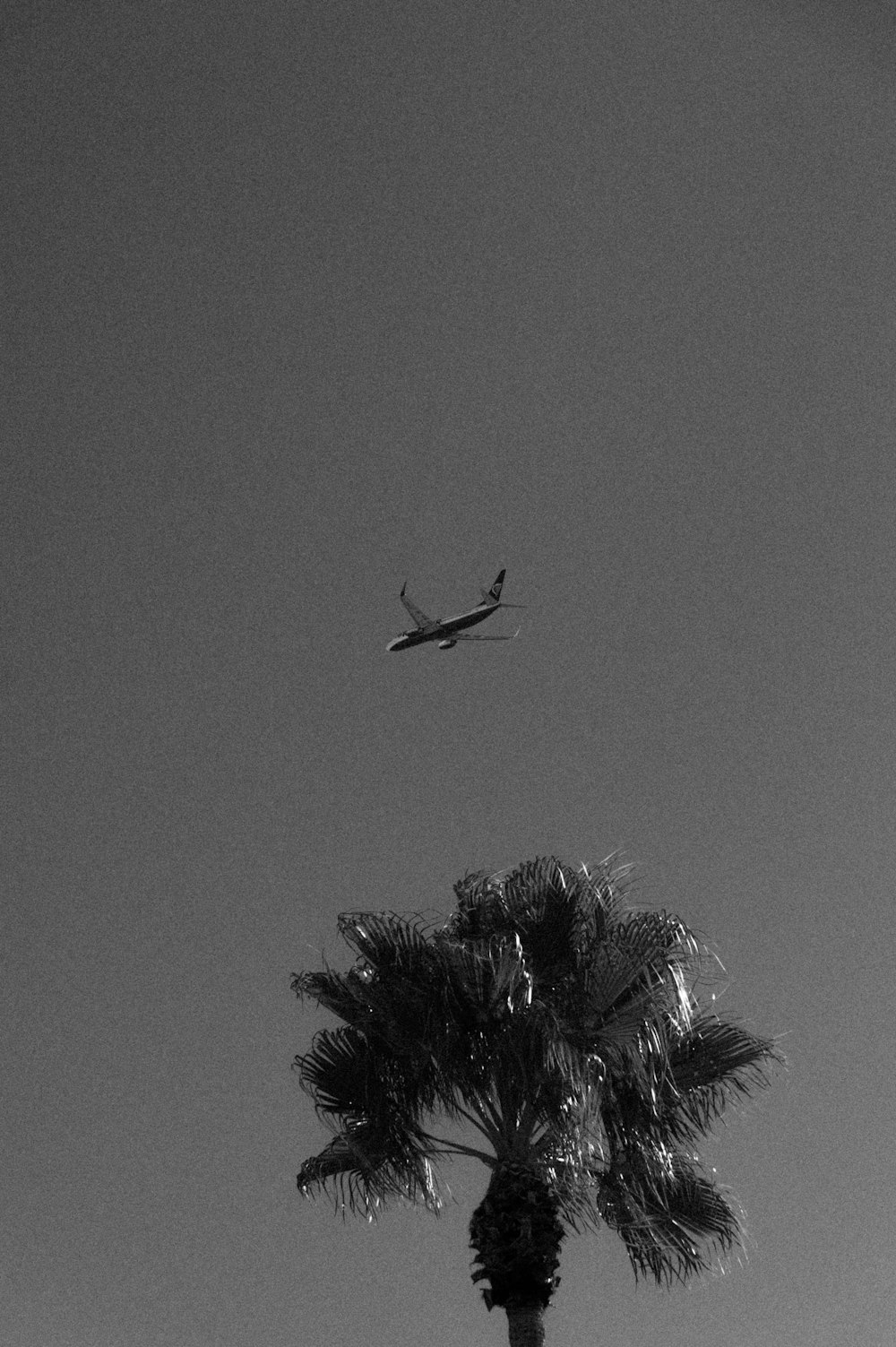 an airplane flying over a palm tree