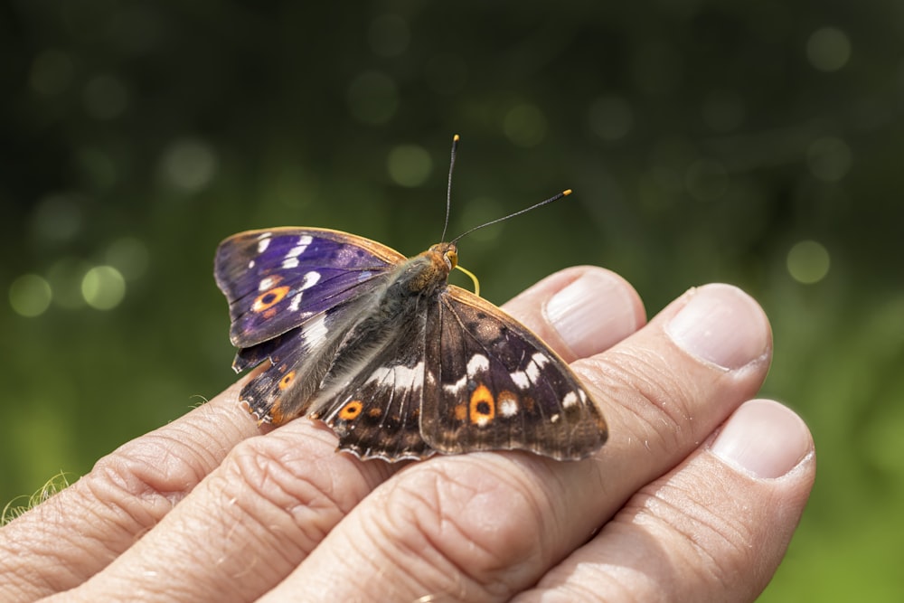 a hand holding a small insect on a leaf