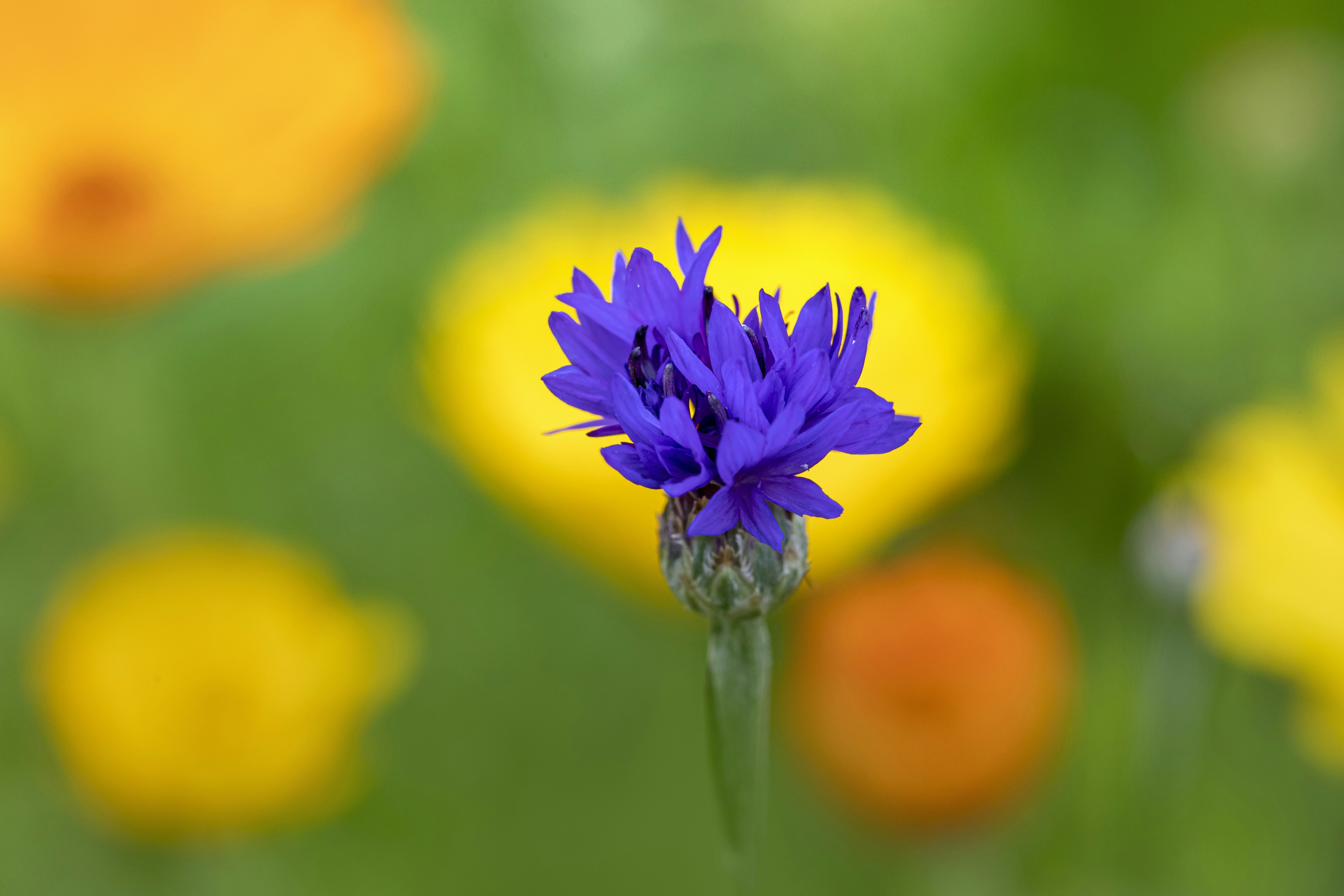 Photo by erik_karits