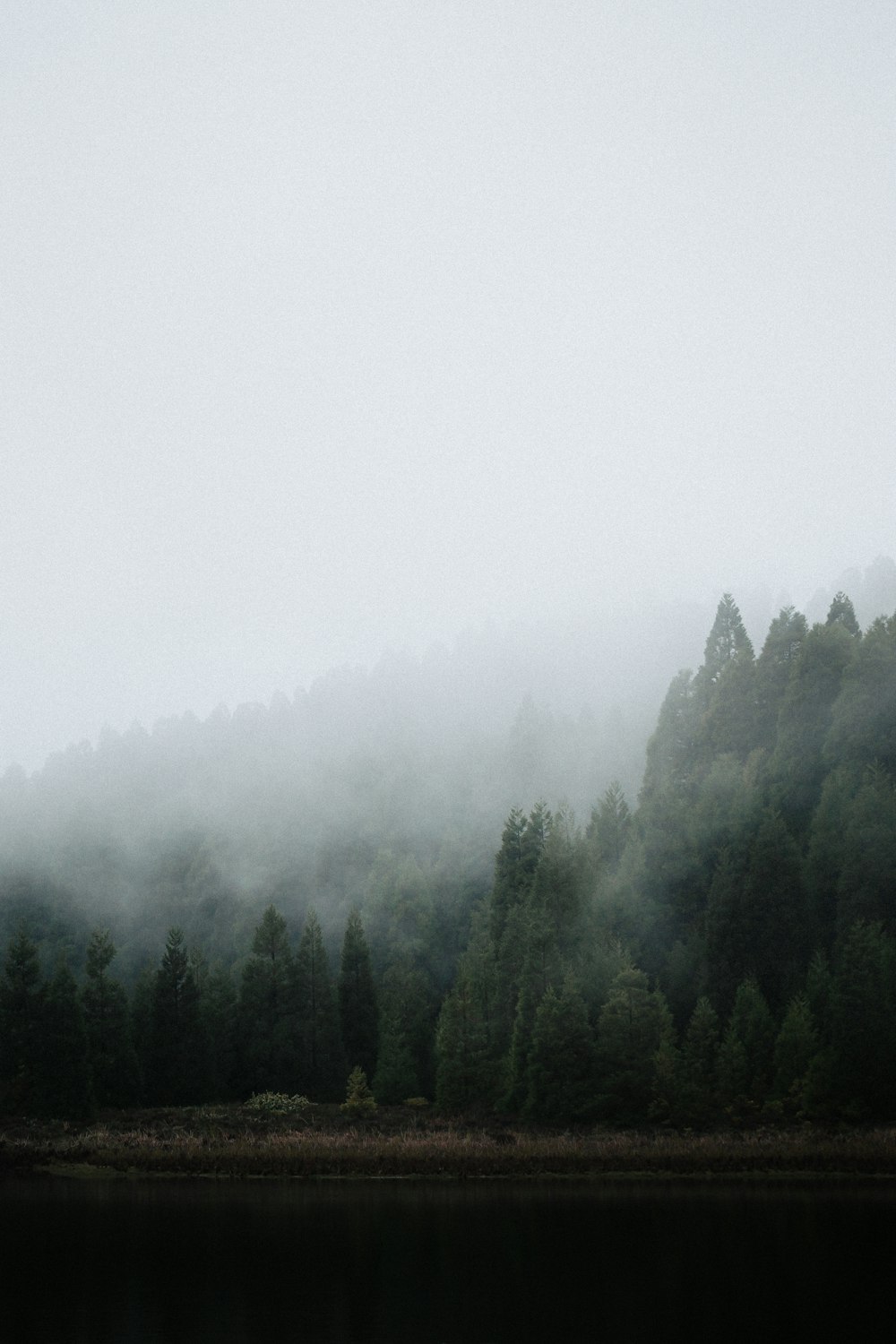 a lake with trees and fog