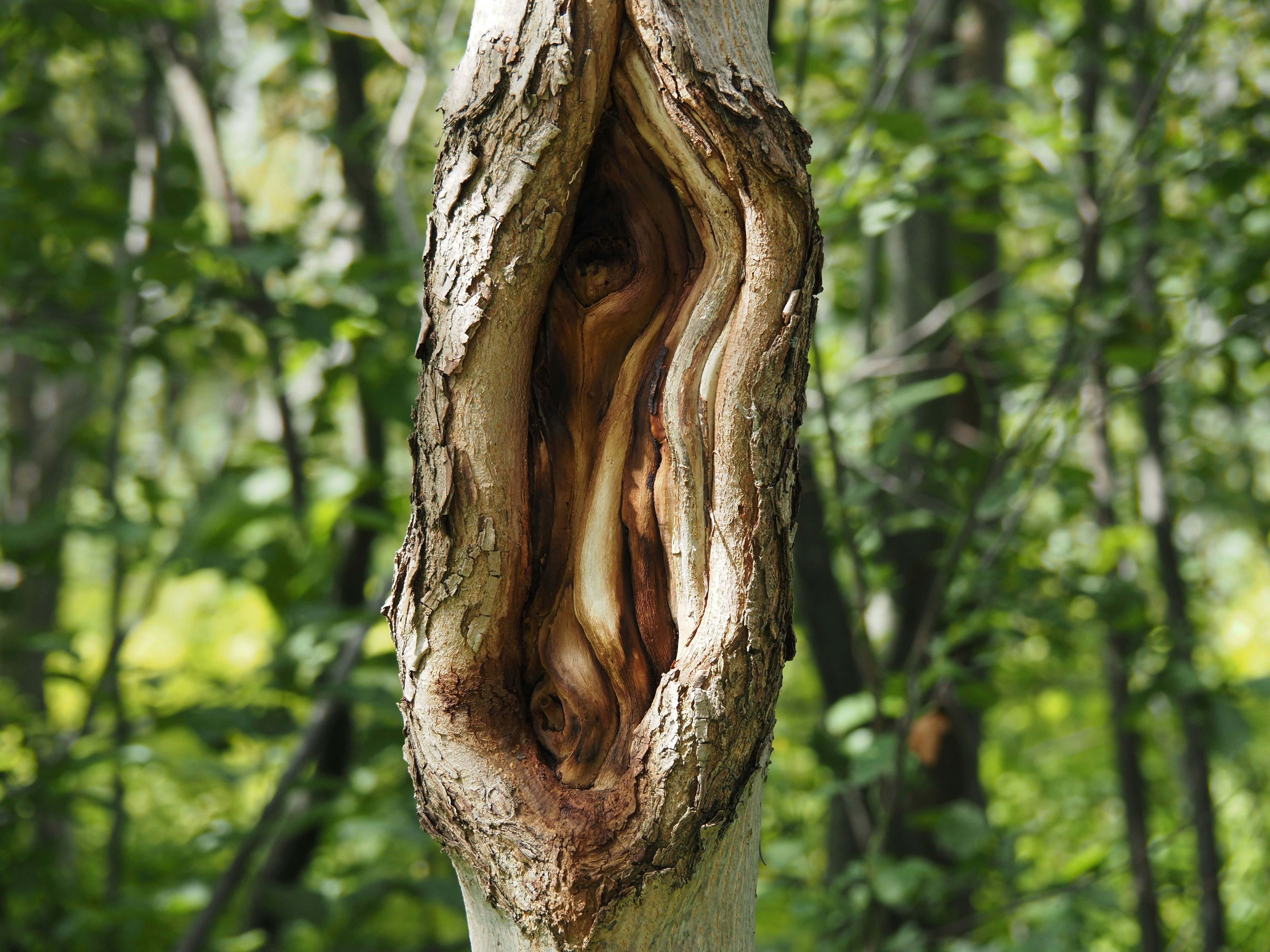 Diary; October 27, 2024