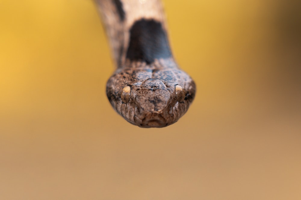 a close-up of a snail