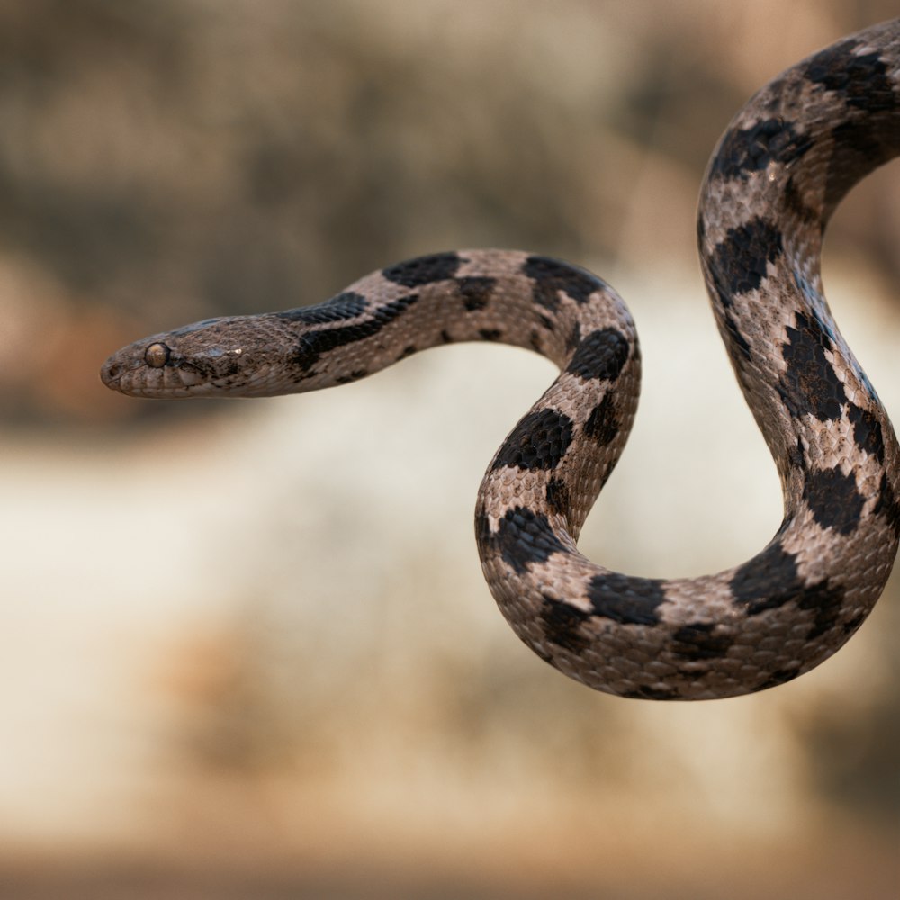 a snake with a black and white striped tail