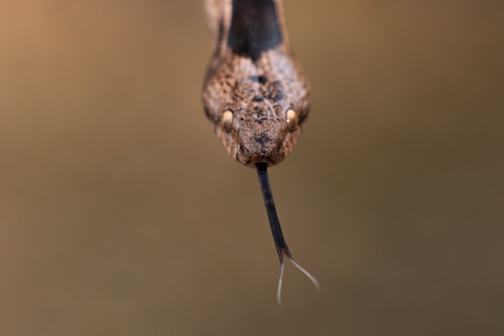 a bird with a long beak