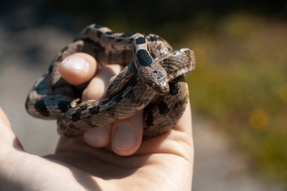 une main tenant un petit serpent