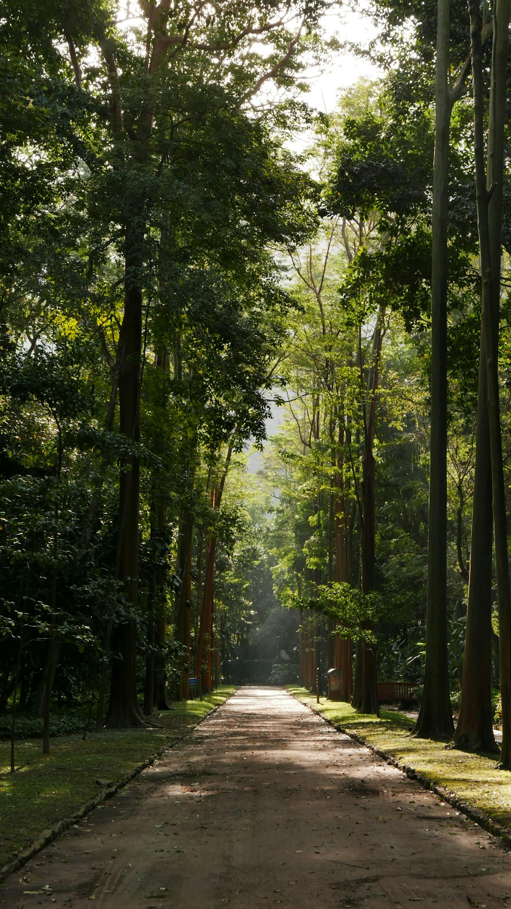 a path through a forest