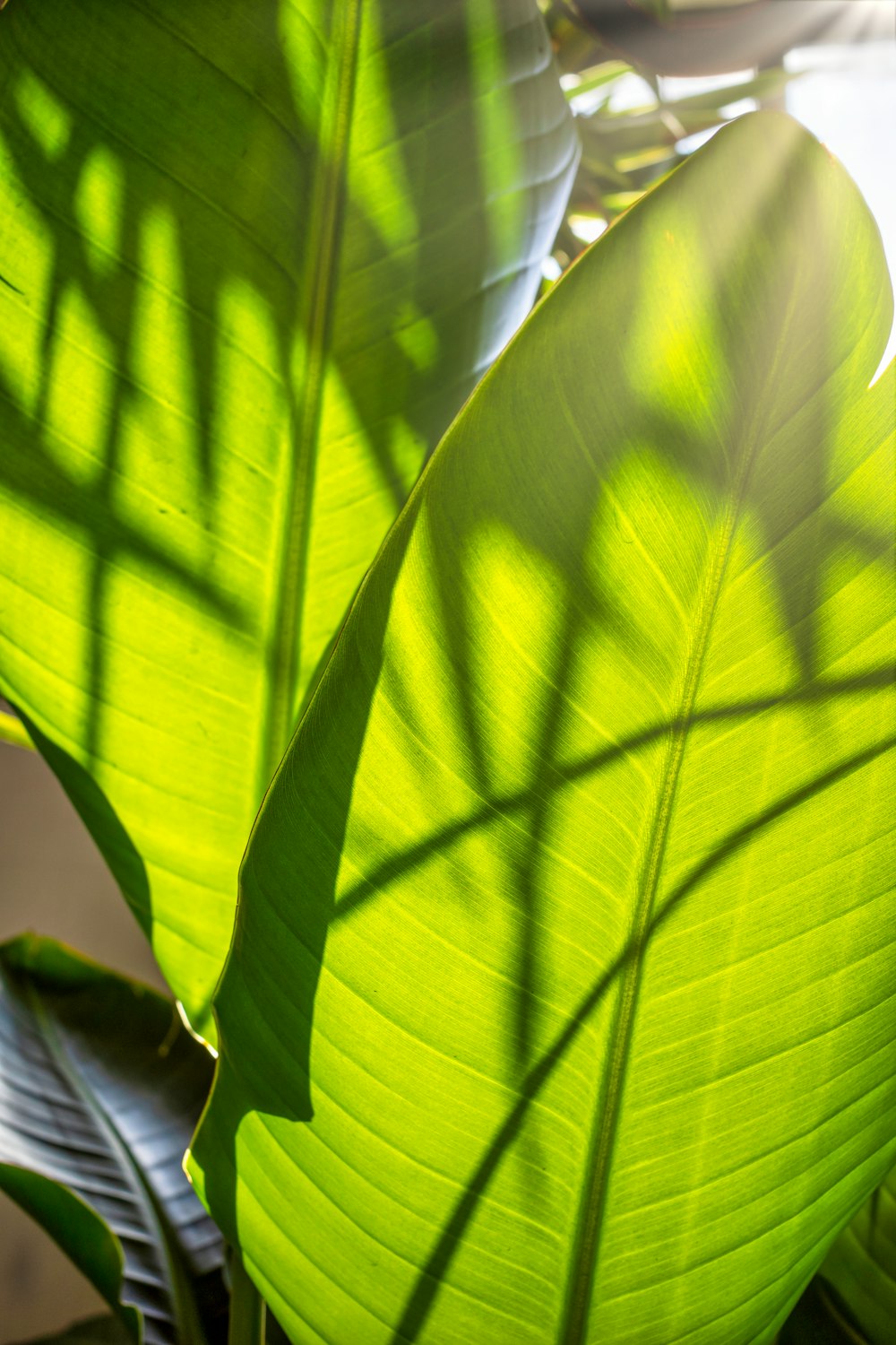 close up of a plant