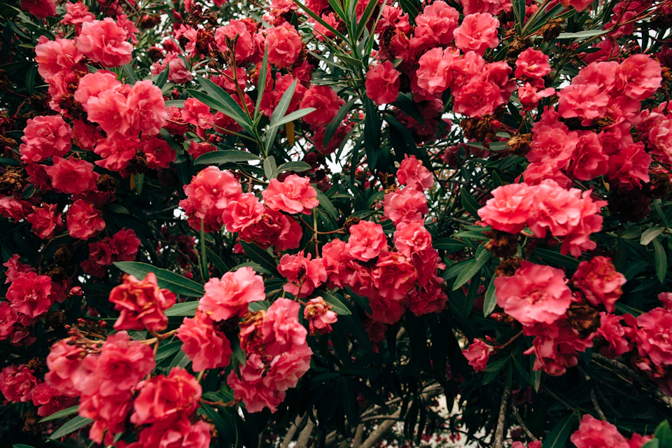Pink flowers densely packed across frame, filling majority of space with vibrant blooms