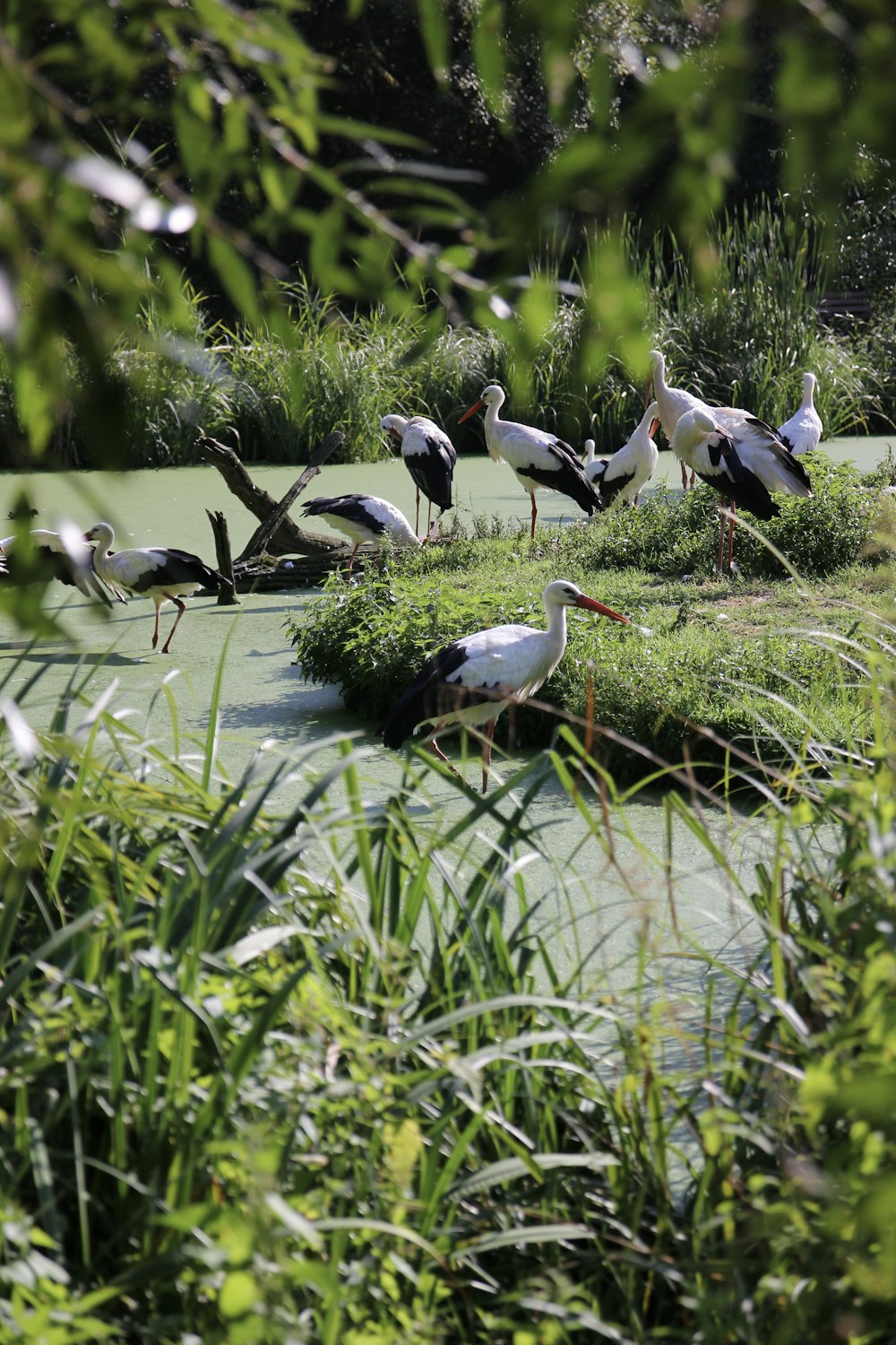 a group of birds on a river