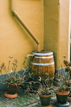 a barrel with plants in it