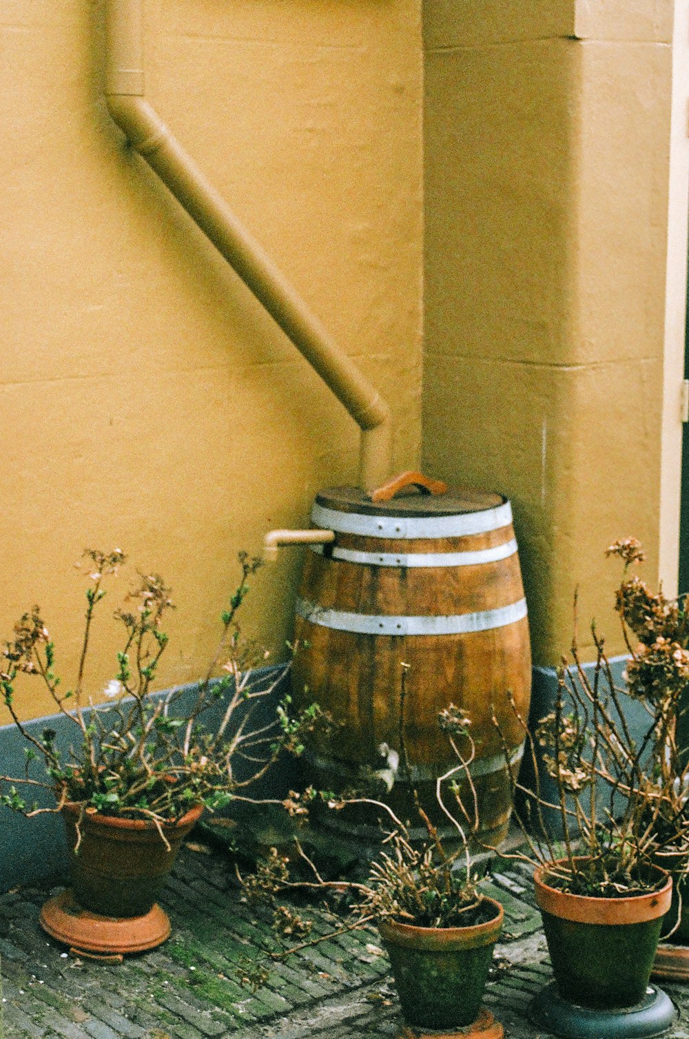 a barrel with plants in it