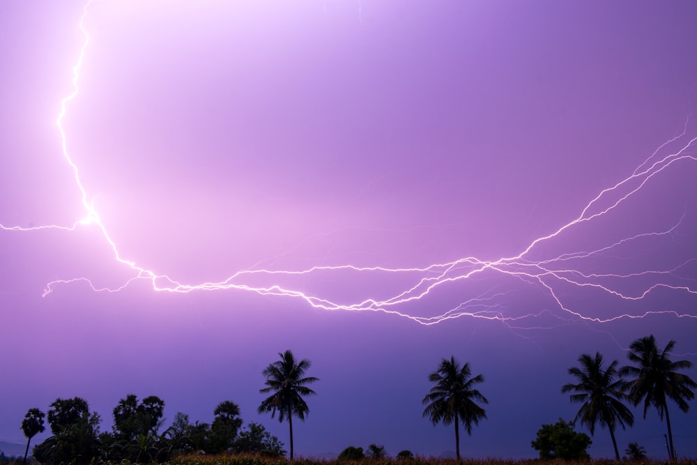 a group of trees with lightning in the sky