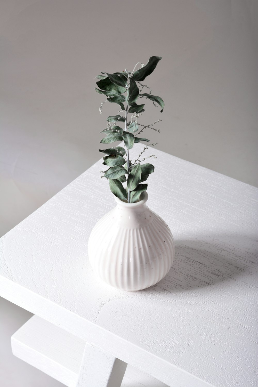 a plant in a vase