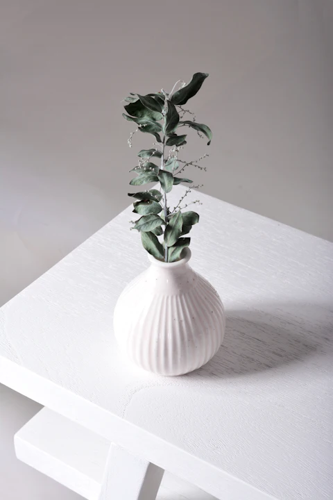 Ceramic vase with a plant