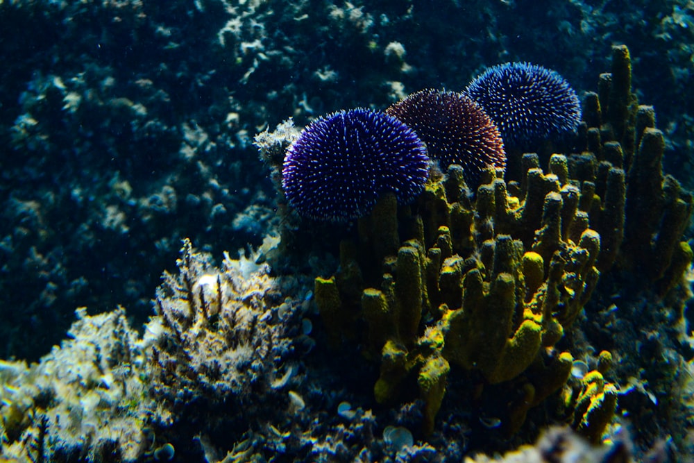 a close-up of a coral reef