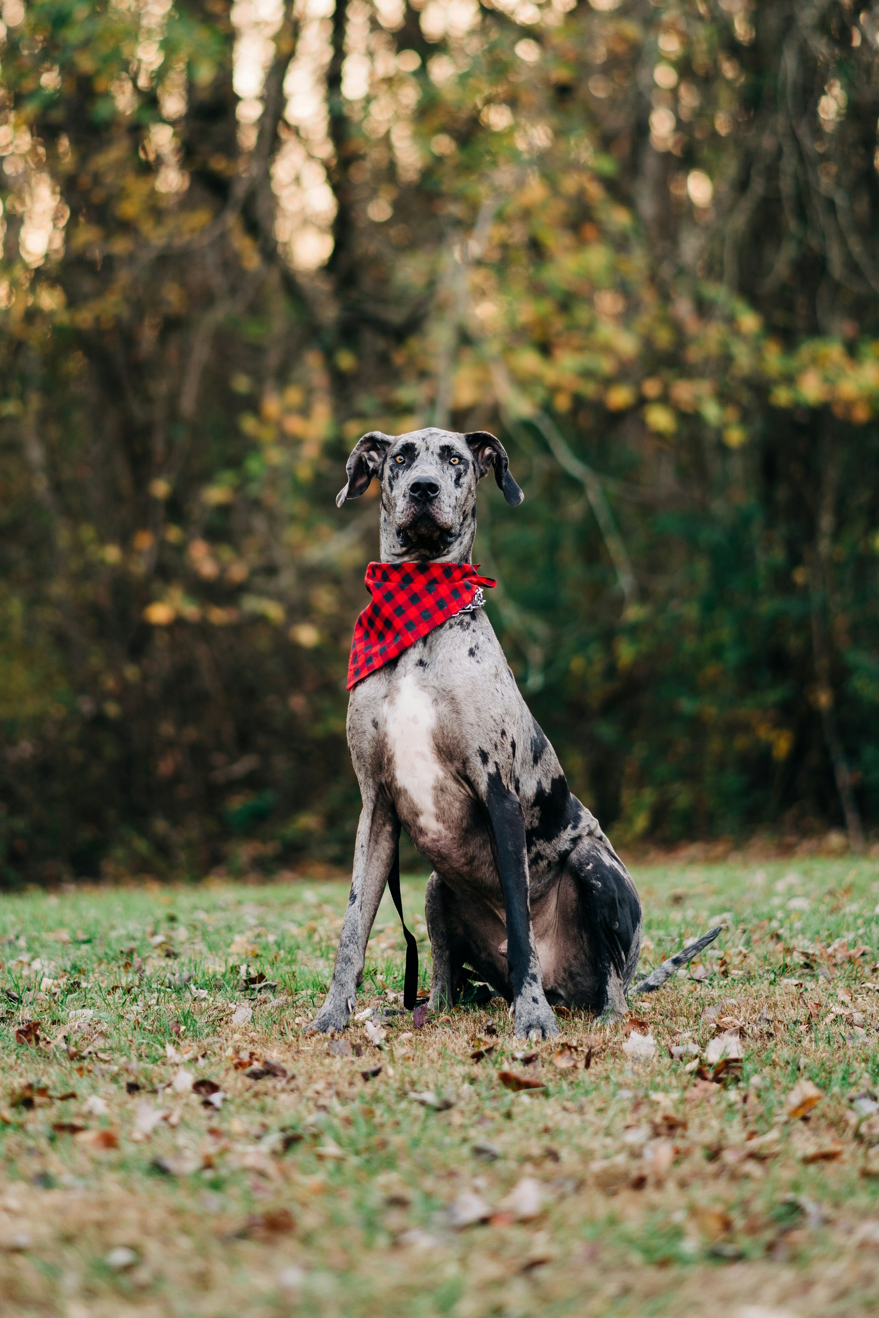 Panarchy: Cycles of Growth, Collapse, and Renewal Across Scales