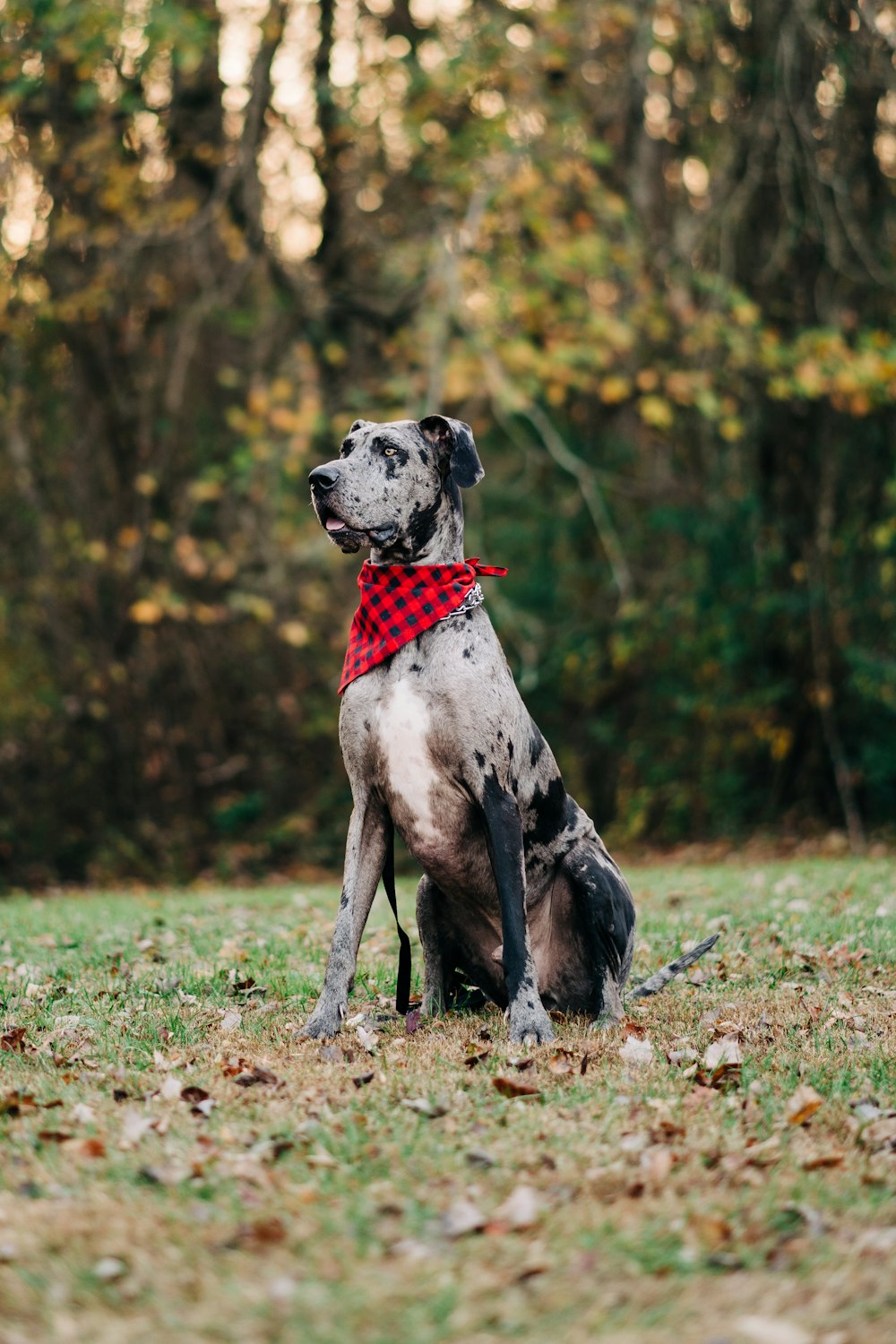 Un chien assis dans l’herbe