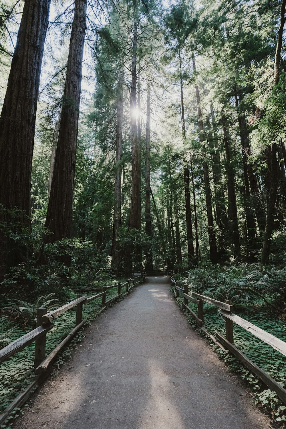 a path through a forest