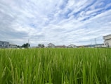 A lush green rice field stretches across the foreground, with vibrant blades of rice plants reaching upward. In the background, a line of houses and buildings is visible, bordered by a cloudy sky with patches of blue showing through.