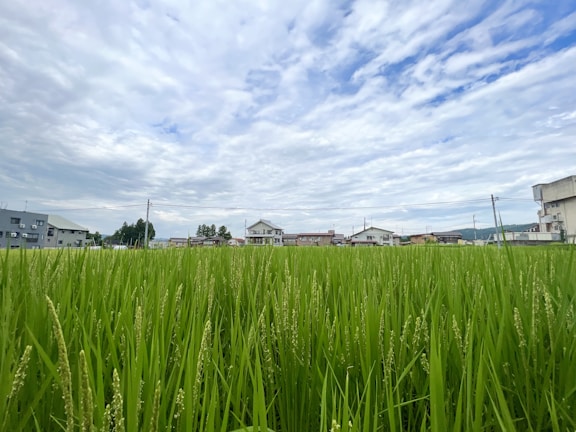 A lush green rice field stretches across the foreground, with vibrant blades of rice plants reaching upward. In the background, a line of houses and buildings is visible, bordered by a cloudy sky with patches of blue showing through.
