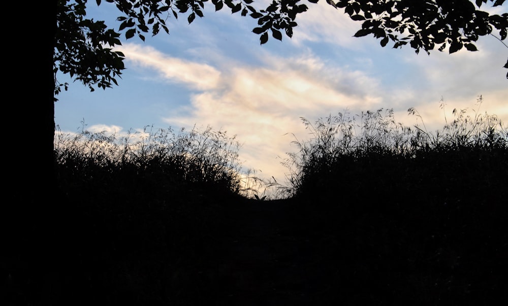 a view of the sky through trees