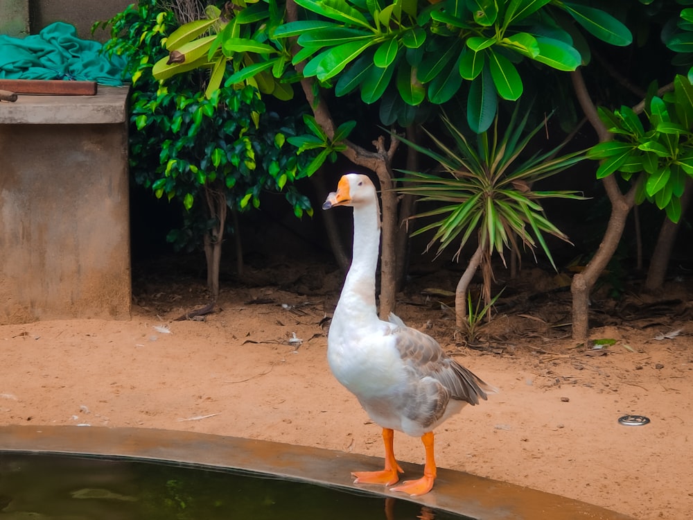 two geese standing on a dirt surface