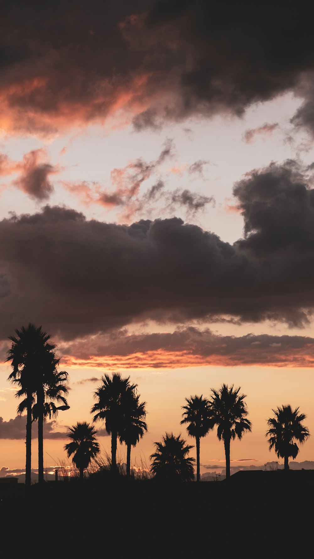 a sunset with palm trees