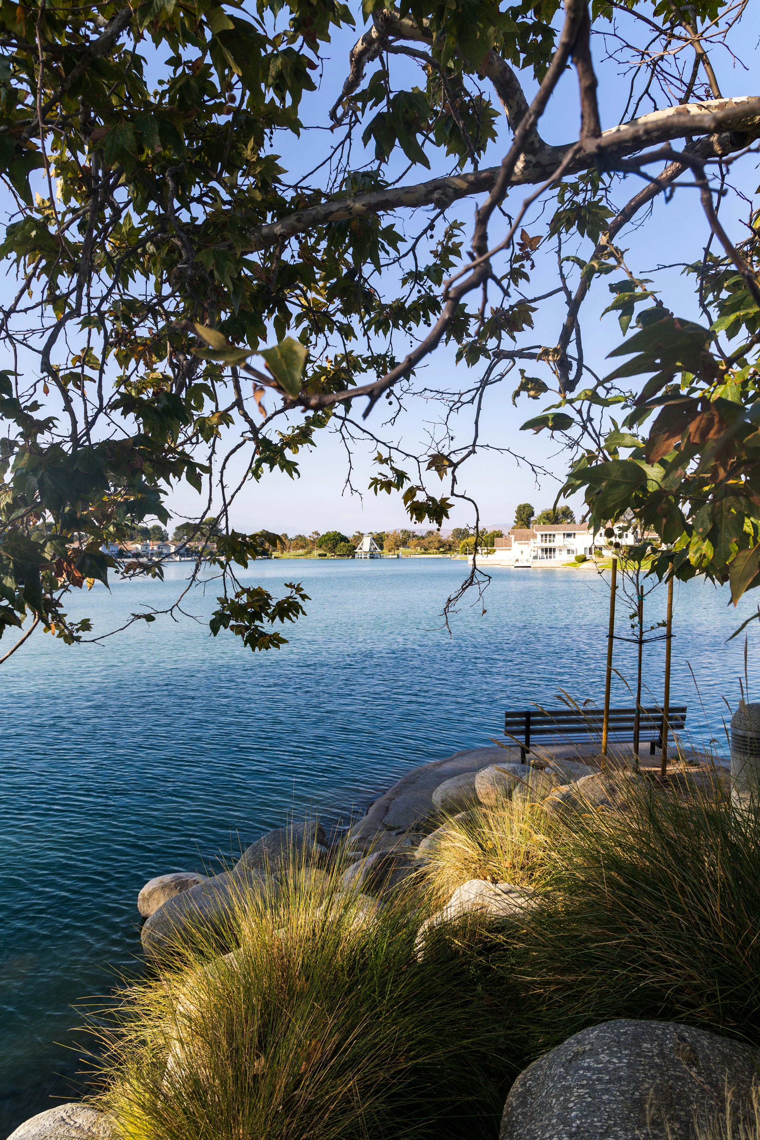 ein Baum neben einem Gewässer