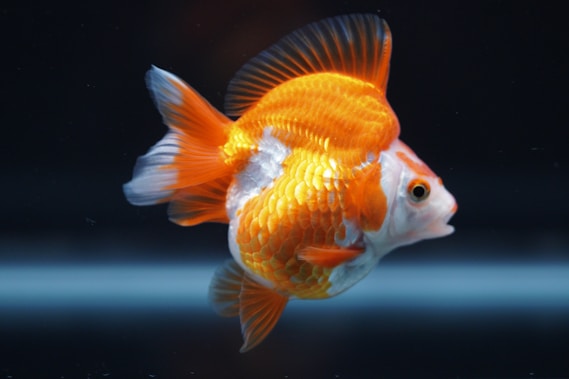 a goldfish swimming in water
