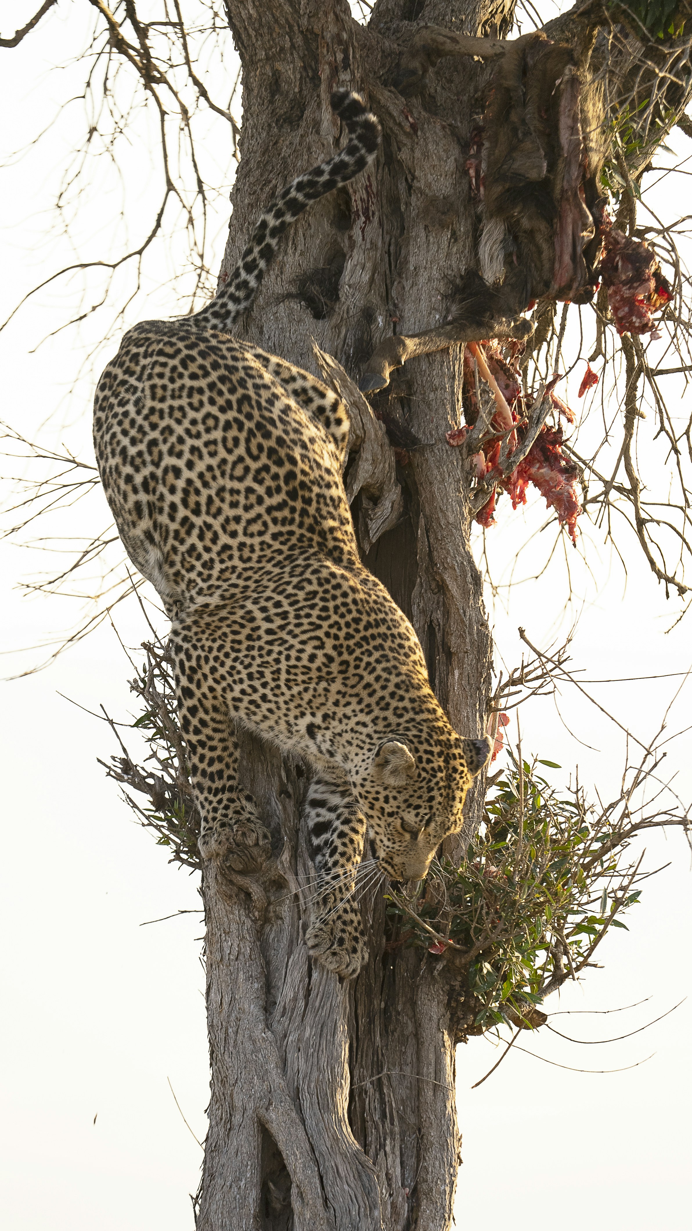 Tree Top Masters: Vertical Living (image credits: unsplash)