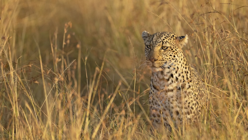 a leopard in a field