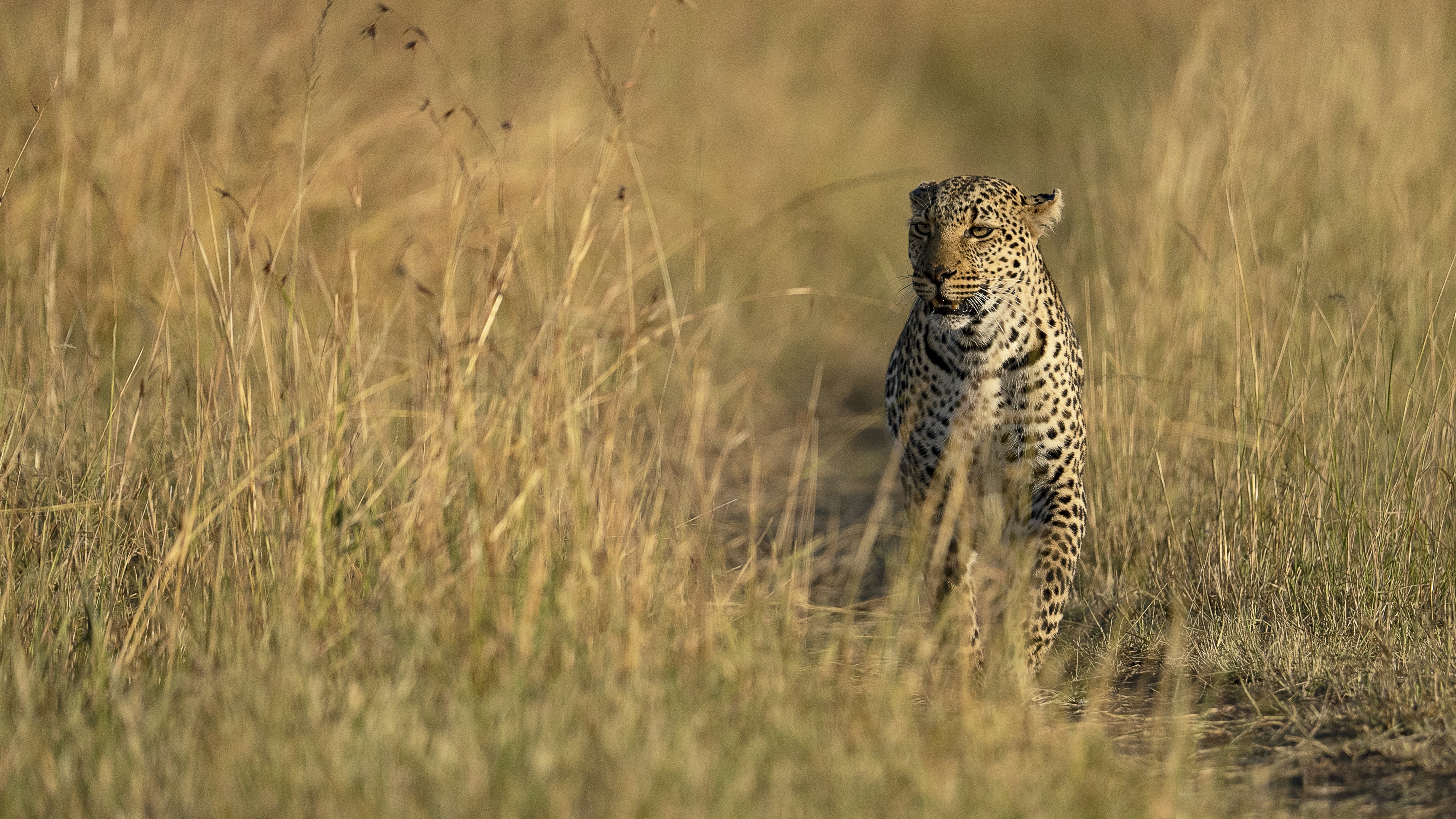 Rolling in Scents: Wearing the Land Like Perfume (image credits: unsplash)