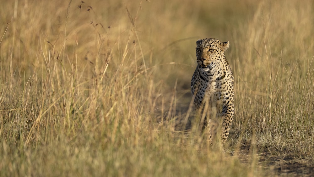 a cheetah in a field