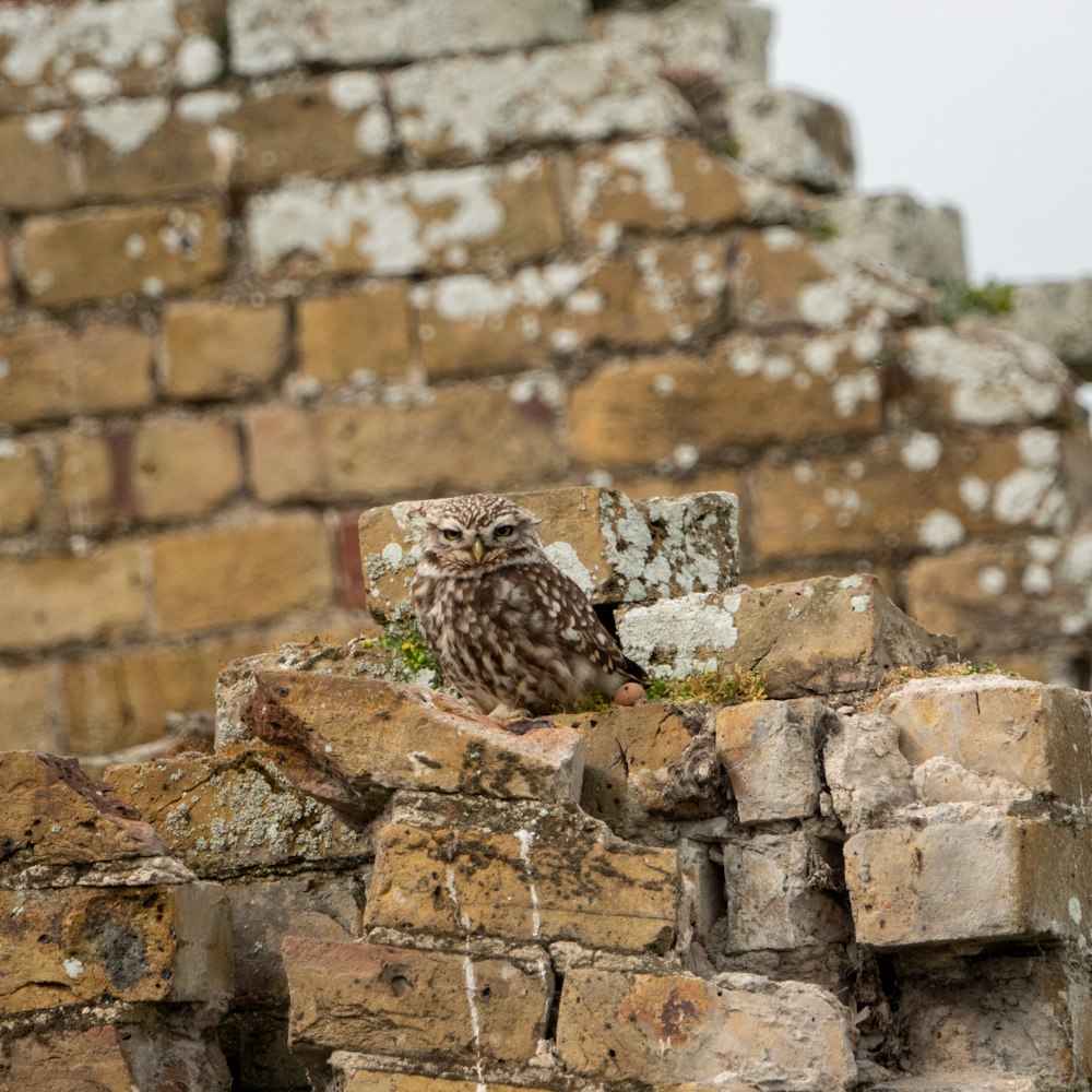 a bird sitting on a rock wall