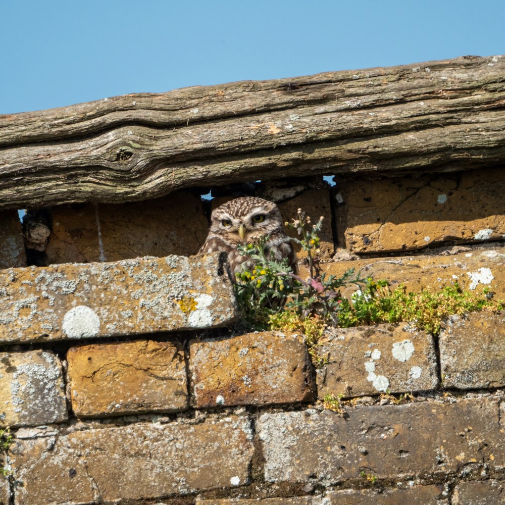 a couple of owls in a nest