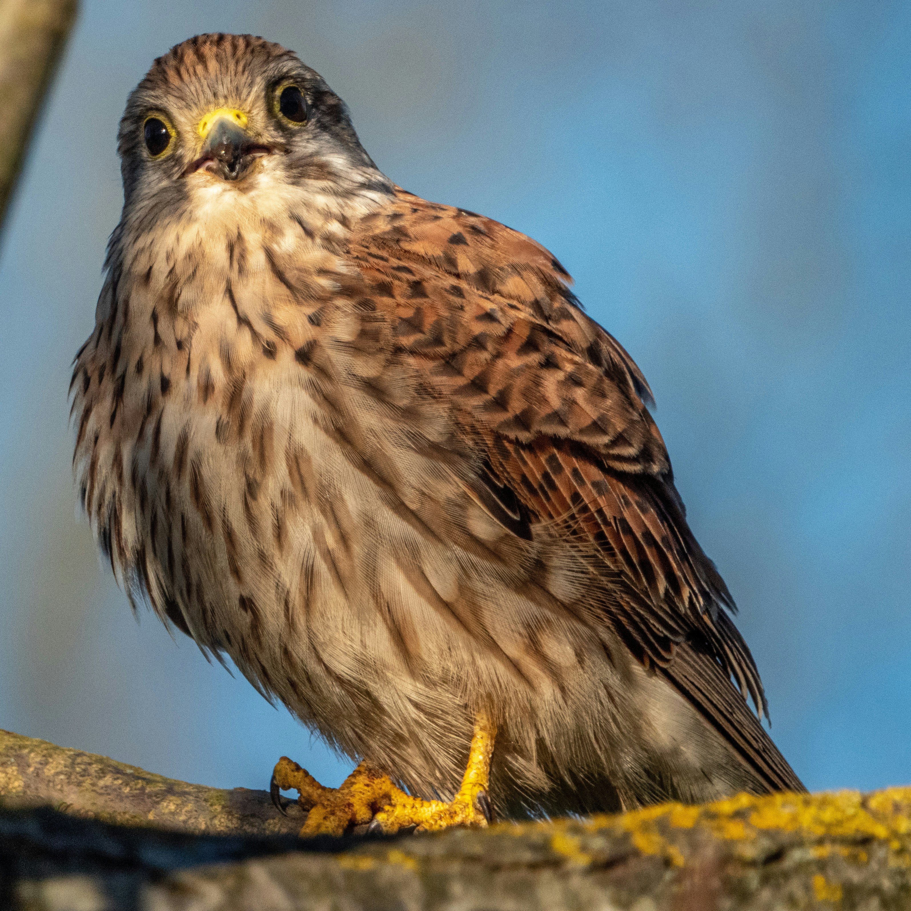 Photo by trustbattlerat