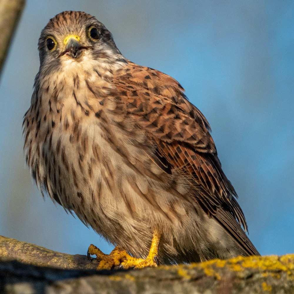 a brown and white bird