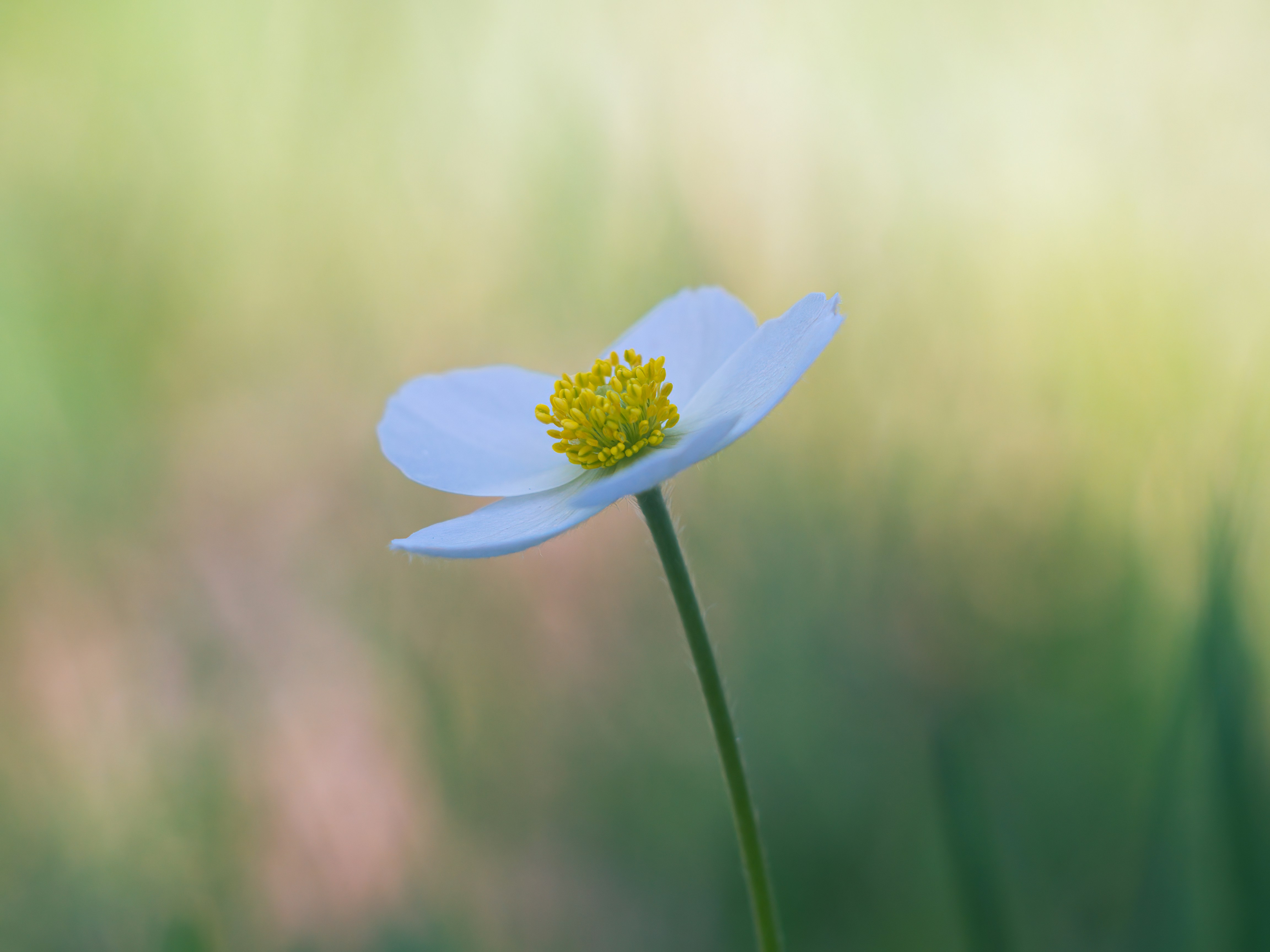 Photo by albert_kuular