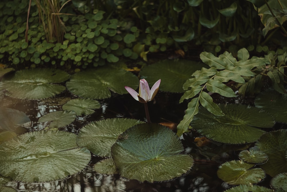 a flower in a pond