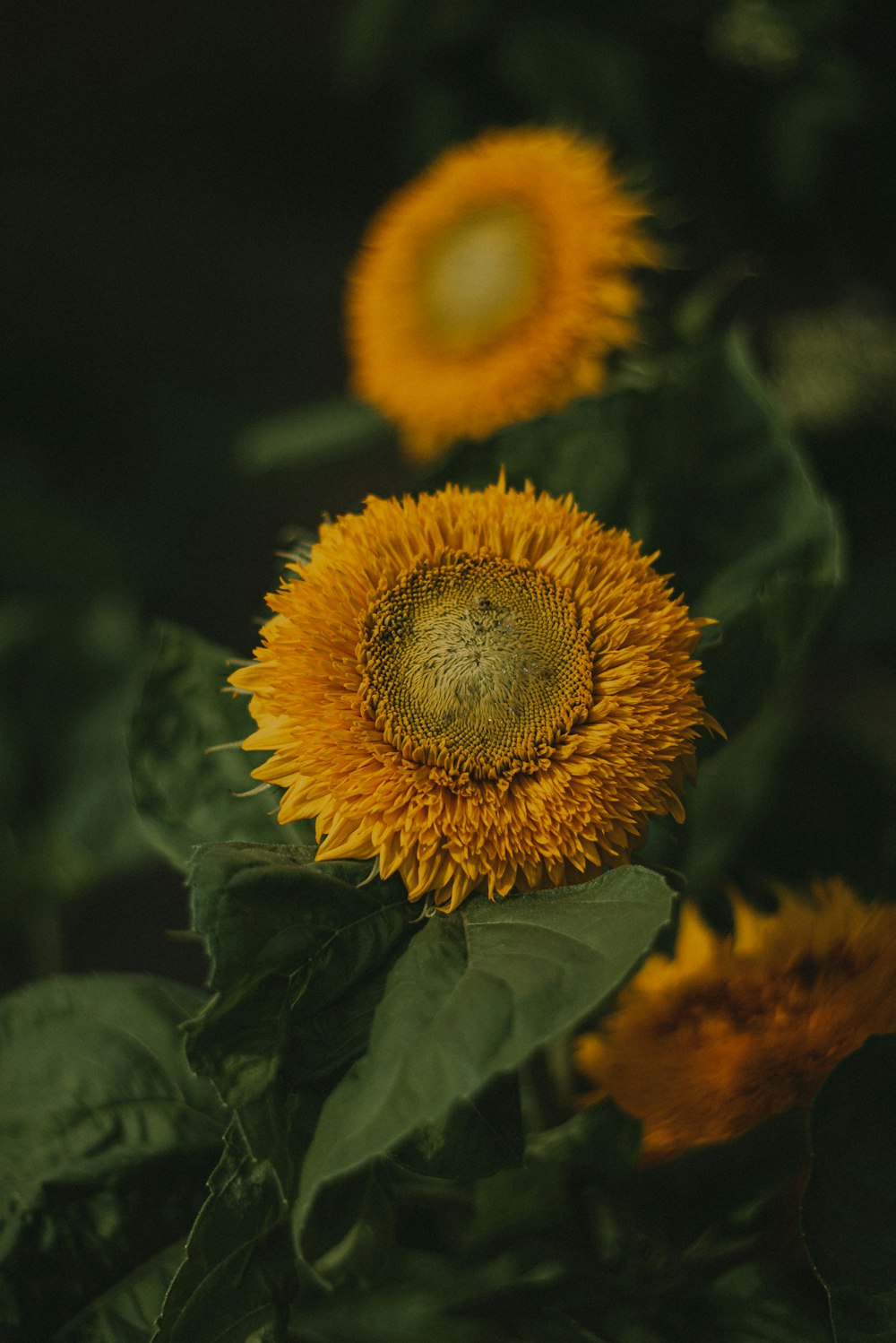 a group of sunflowers