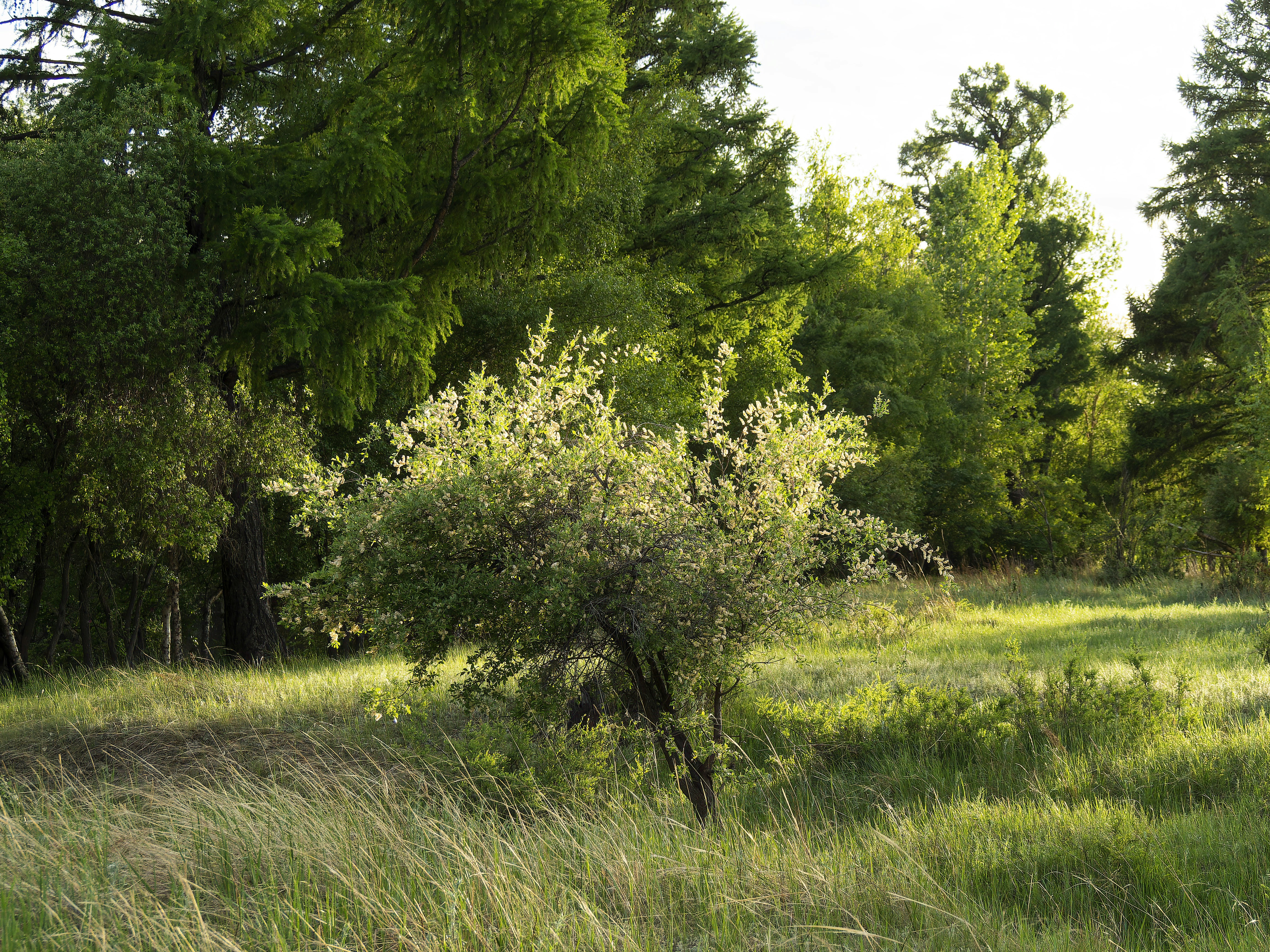 Photo by albert_kuular