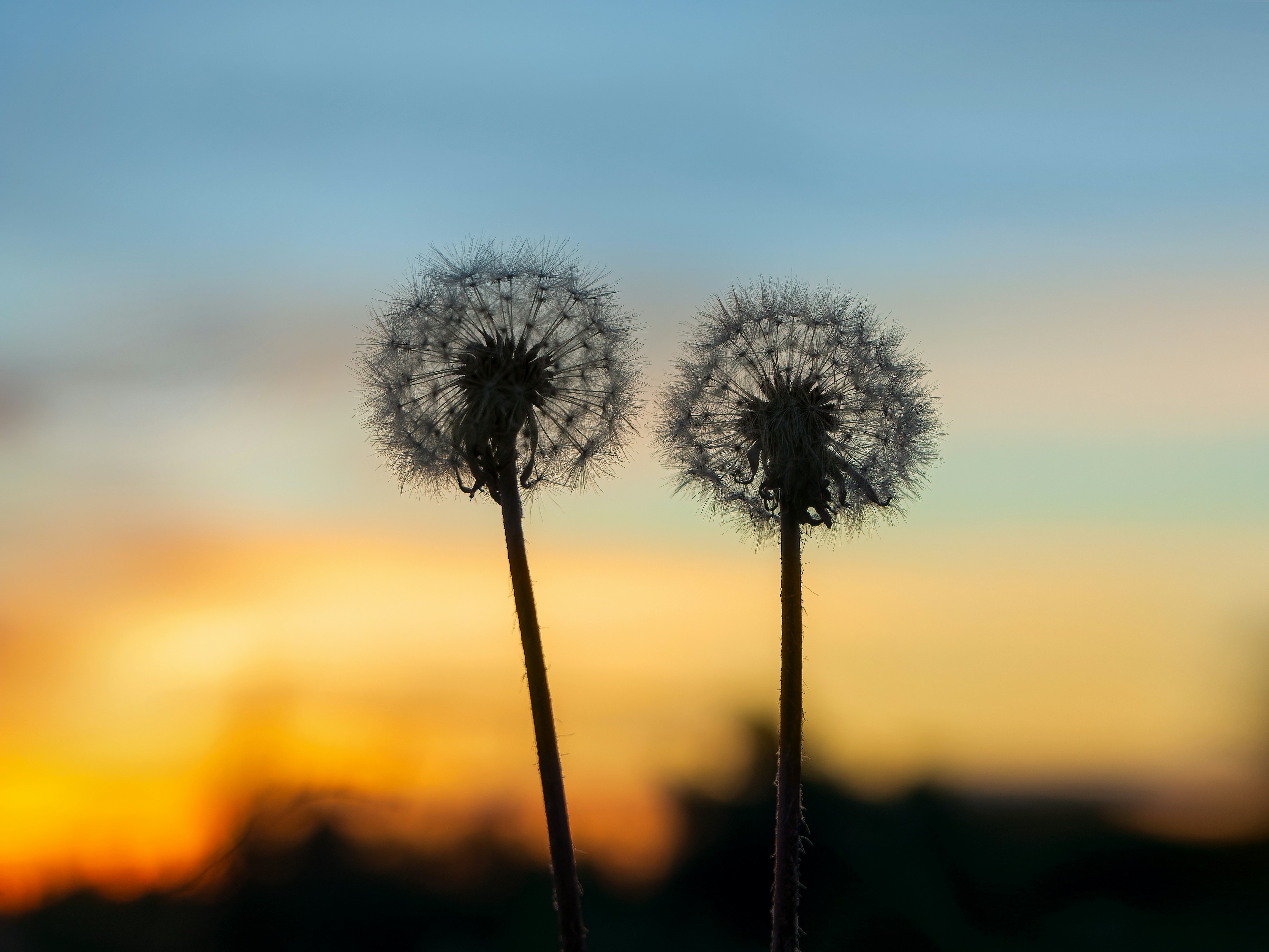 Photo by albert_kuular