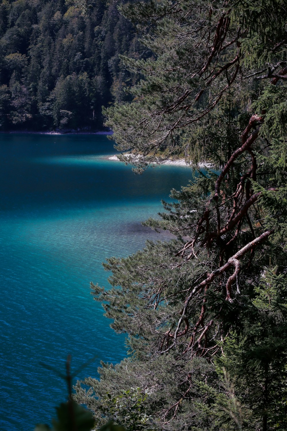 a body of water with trees around it