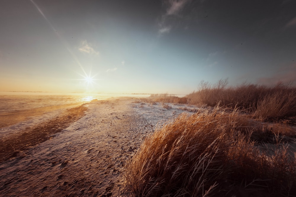 a sandy beach with grass and water