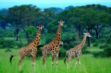 a group of giraffes in a field