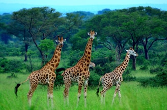 a group of giraffes in a field