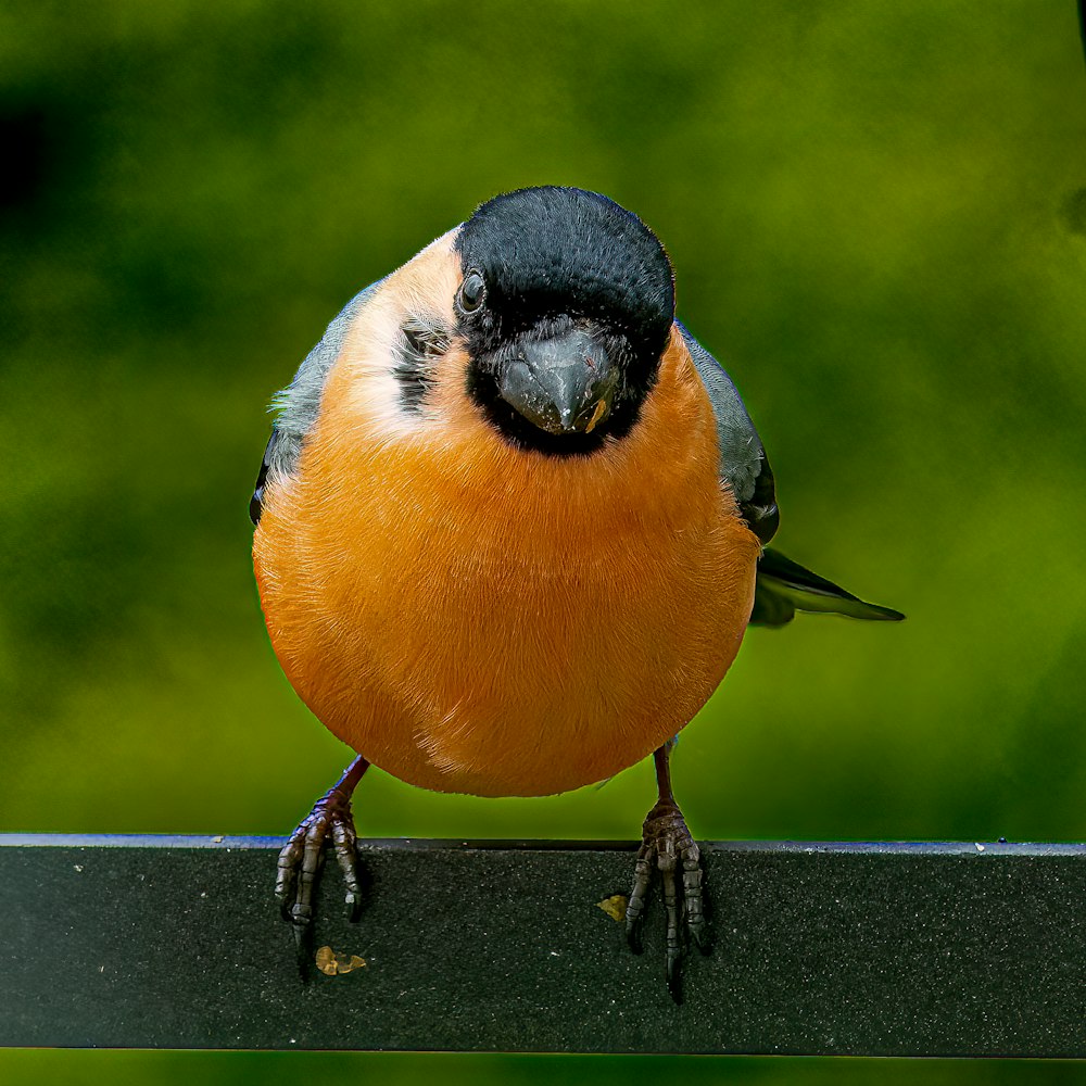 a bird standing on a ledge