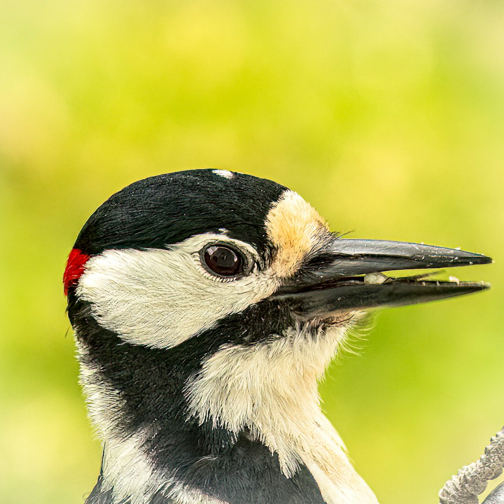 a close up of a bird