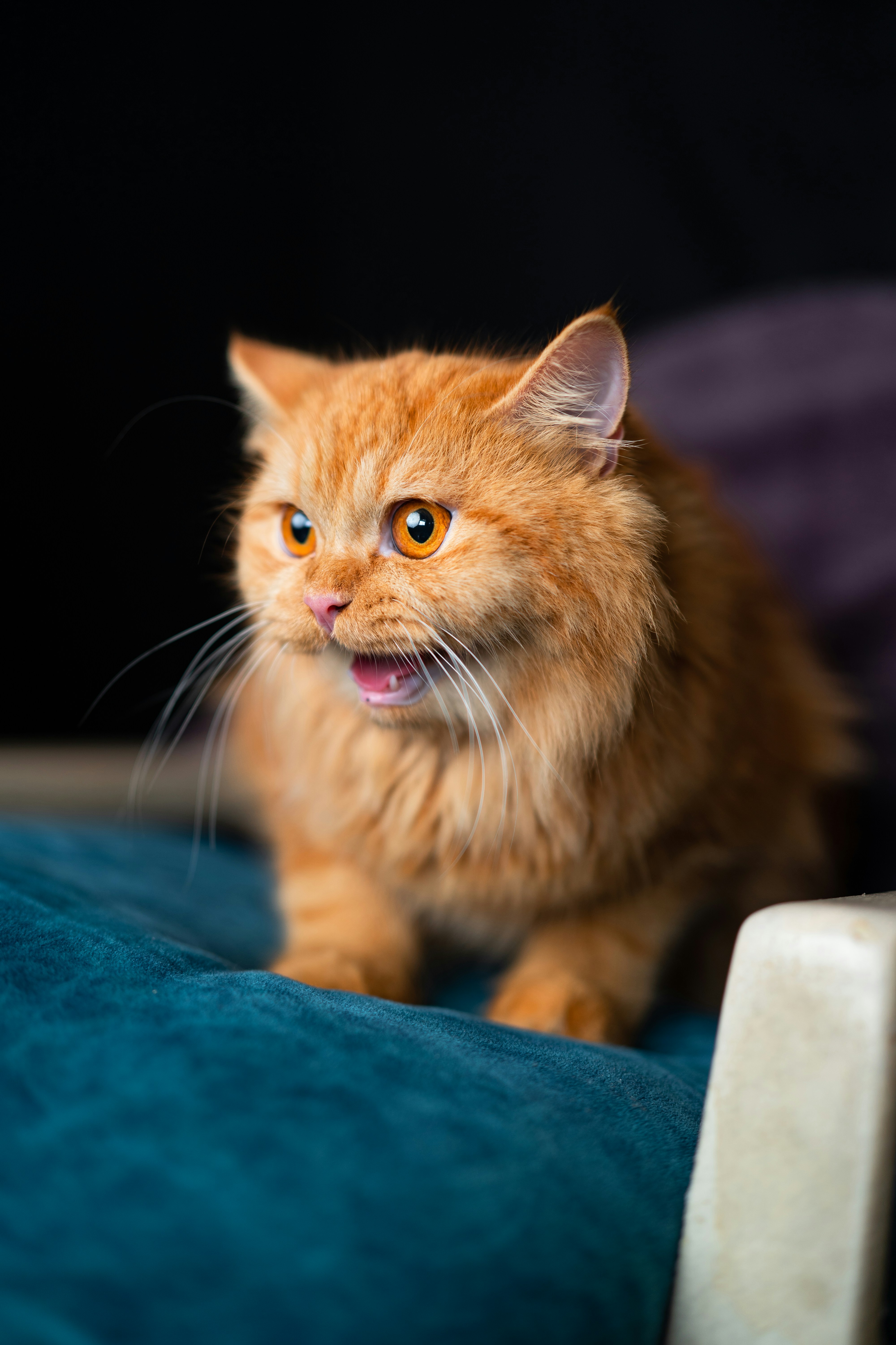 The Gentle Engines: What Makes Cats Purr? (image credits: unsplash)